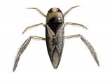 Illustration of Water Boatman (Notonecta glauca) (#2124)