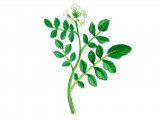 Illustration of Watercress (Rorippa nasturtium-aquaticum) (#0952)