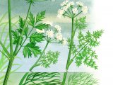 Illustration of Water Dropworts -(Oenanthe aquatica) (O. fluviatilis)  (O. crocata) (#2500)
