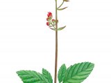 Illustration of Water Figwort  (Scrophularia auriculata) (#2816)