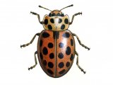 Illustration of Water Ladybird (summer form) Anisosticta 19-punctata (#0607)