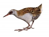 Illustration of Water Rail (Rallus aquaticus) (#1350)