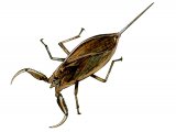 Illustration of Water Scorpion (Nepa cinerea) (#1573)