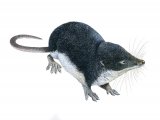 Illustration of Shrew (Water) Neomys fodiens) (#2838)