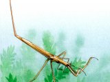 Illustration of Water Stick-insect (Ranatra linearis) (#1571)