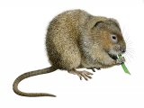 Illustration of Vole - Water (Arvicola amphibius) (#2839)