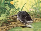 Illustration of Shrew (Water) Neomys fodiens) (#2575)