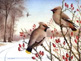 Illustration of Waxwings (Bombycilla garrulus) (#0037)
