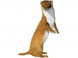 Illustration of Weasel (Mustela nivalis) (#0048)