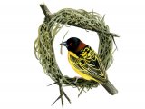 Illustration of Weaver Bird (Ploceus cucullatus) (#1203)