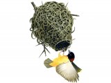 Illustration of Weaver Bird (Ploceus cucullatus) (#1204)