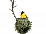 Illustration of Weaver Bird (Village) Ploceus cucullatus (#1205)