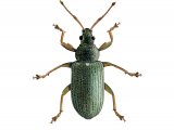 Illustration of Common Leaf Weevil (Phyllobius pyri) (#2685)