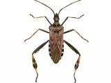 Illustration of Western conifer shieldbug (Leptoglossus occidentalis) (#2498)