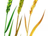 Illustration of Wheat (Triticum spp.) (#0836)
