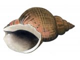 Illustration of Common Whelk (Buccinum undatum) (#1847)
