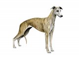 Illustration of Whippet (Canis lupus familiaris) (#3756)