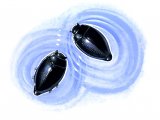 Illustration of Whirligig Beetle (Gyrinus) (#2724)
