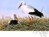 Illustration of White Stork (Ciconia ciconia) (#1631)