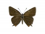 Illustration of White-letter Hairstreak (Strymonidia w-album) (#2641)