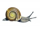 Illustration of Snail (White-lipped) Cepaea hortensis (#1497)