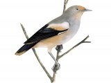Illustration of White-shouldered Starling (male) Sturnia sinensis (#2226)