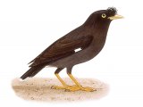 Illustration of White-vented starling (Acridotheres javanicus) (#3321)