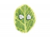 Illustration of Whitefly (Cabbage) Aleyrodes proletella (#1055)