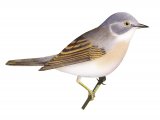 Illustration of Whitethroat (Sylvia communis) (#3375)
