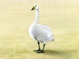 Illustration of Whooper Swan (Cygnus cygnus) (#1414)