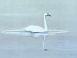 Illustration of Whooper Swan (Cygnus cygnus) (#1240)