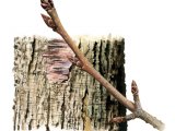 Illustration of Wild Cherry bark & twig (Prunus avium) (#2397)