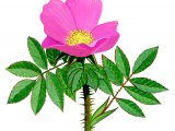 Illustration of Wild Rose (Rosa rugosa) (#0944)
