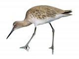 Illustration of Willet (Tringa semipalmata) (#3763)