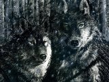 Illustration of Wolf (Canis lupus) (#2102)
