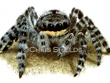 Illustration of Wolf Spider (Lycosidae spp.) (#1487)