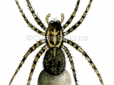 Illustration of Wolf Spider (Pardosa amentata) (#1224)