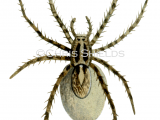 Illustration of Wolf Spider (Pardosa saltans) (#1226)