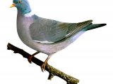 Illustration of Wood Pigeon (Columba palumbus) (#1660)