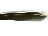 Illustration of Wood Pigeon feather (Columba palumbus) BD0603 (#4376)