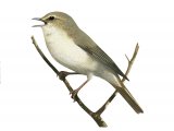 Illustration of Wood Warbler (Phylloscopus sibilatrix) (#4299)