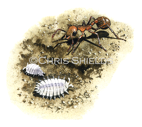 Illustration of Woodlouse (Ant) Platyarthrus hoffmannseggi (#0360)