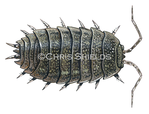 Illustration of Woodlouse (Rough) Porcellio scaber) (#0359)