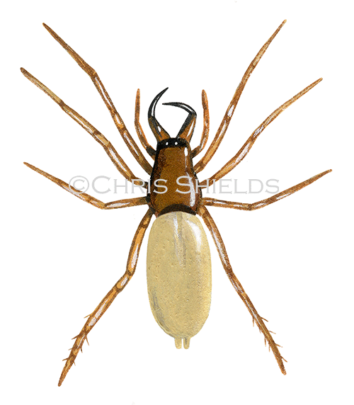 Illustration of Woodlouse Spider (Dysdera crocata) (#1225)