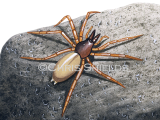 Illustration of Woodlouse Spider (Dysdera crocata) (#0731)