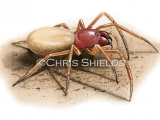 Illustration of Woodlouse Spider (Dysdera crocata) (#2422)