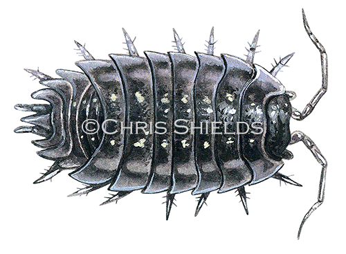 Illustration of Woodlouse (smooth) Oniscus asellus (#0353)