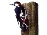 Illustration of Great Spotted Woodpecker (Dendrocopos major) (#3256)
