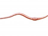 Illustration of Worm (Eiseniella tetreadra) (#0738)