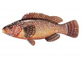 Illustration of Wrasse (Ballan) Labrus bergylta (#1105)